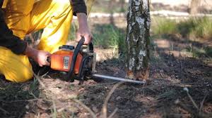 Best Lawn Renovation and Restoration  in Ironwood, MI